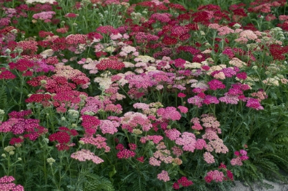 Picture of Achillea - Summer Berries F2